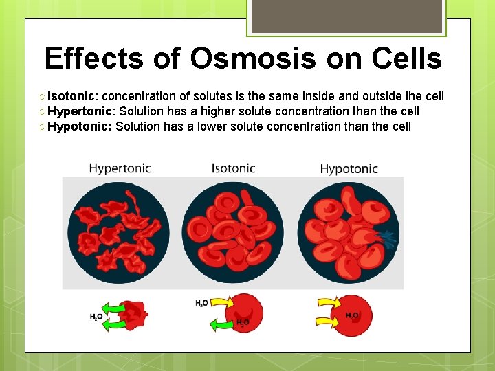 Effects of Osmosis on Cells ○ Isotonic: concentration of solutes is the same inside