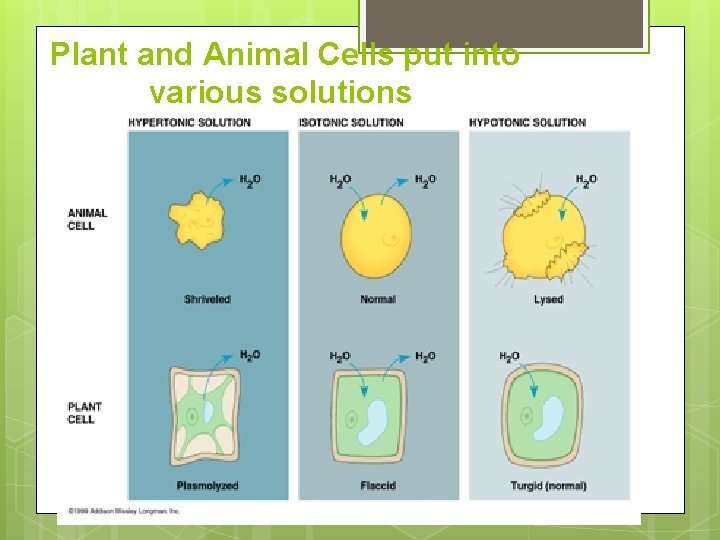 Plant and Animal Cells put into various solutions 