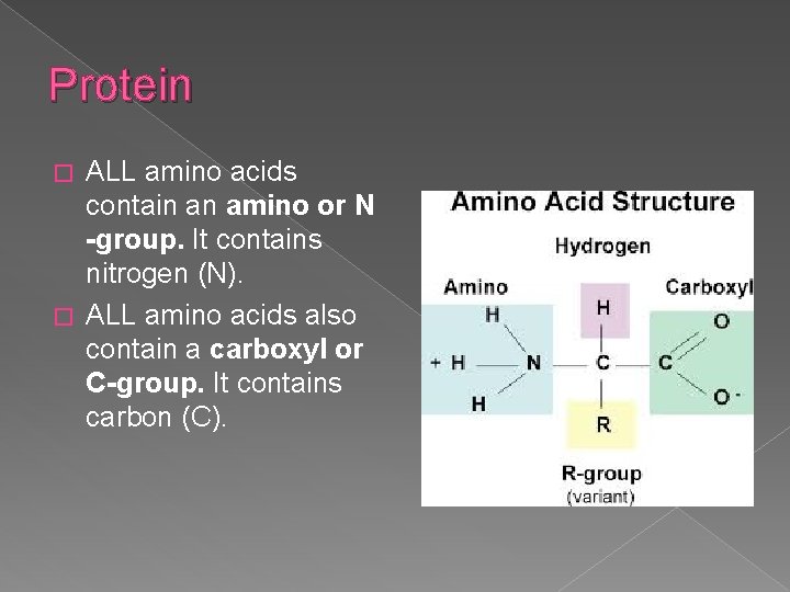 Biomolecules What molecules keep us alive and how