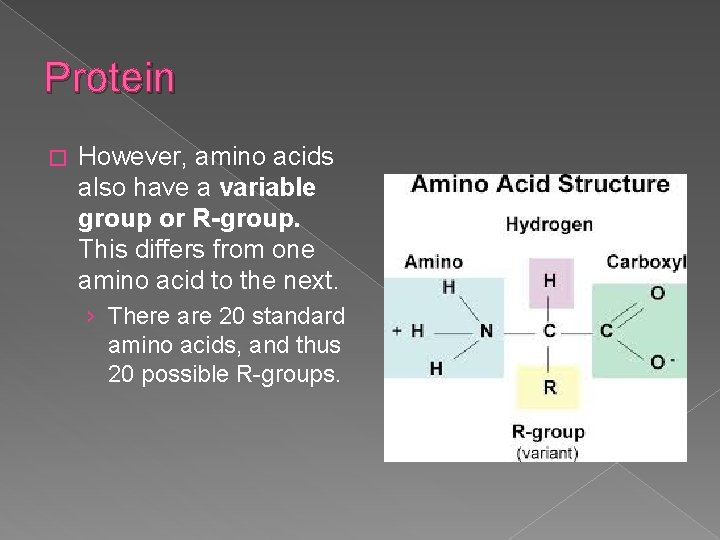Protein � However, amino acids also have a variable group or R-group. This differs