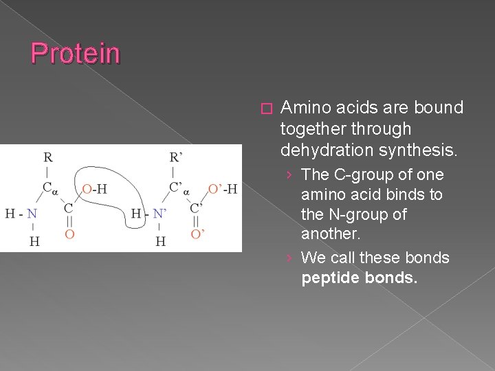 Protein � Amino acids are bound together through dehydration synthesis. › The C-group of