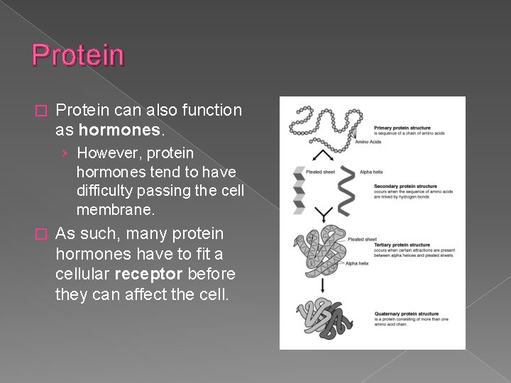 Protein � Protein can also function as hormones. › However, protein hormones tend to