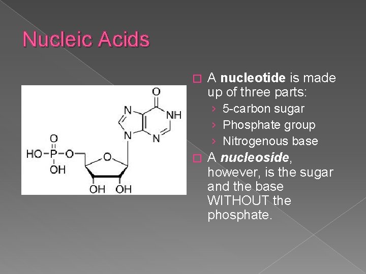 Nucleic Acids � A nucleotide is made up of three parts: › 5 -carbon