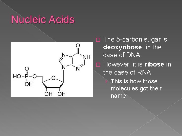 Nucleic Acids The 5 -carbon sugar is deoxyribose, in the case of DNA. �