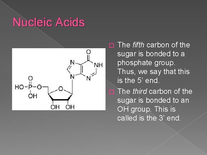 Nucleic Acids The fifth carbon of the sugar is bonded to a phosphate group.