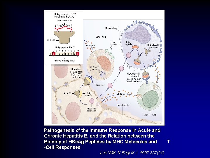 Pathogenesis of the Immune Response in Acute and Chronic Hepatitis B, and the Relation