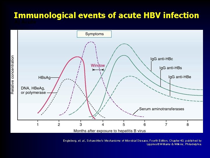 Immunological events of acute HBV infection A) Acute B) Chronic Engleberg, et. al. , Immunological events of acute HBV infection A) Acute B) Chronic Engleberg, et. al. ,