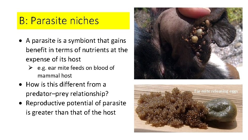 B: Parasite niches A parasite is a symbiont that gains benefit in terms of