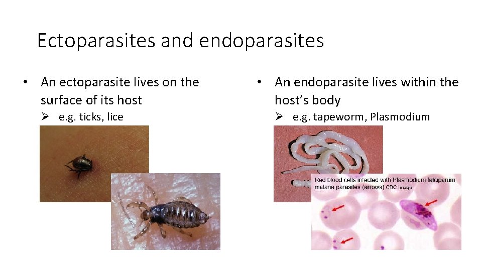 Ectoparasites and endoparasites • An ectoparasite lives on the surface of its host Ø