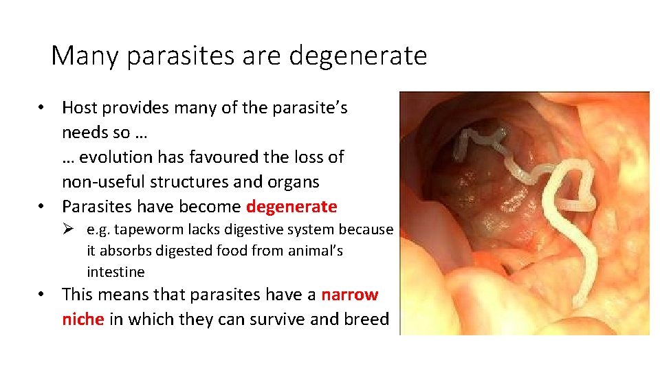 Many parasites are degenerate • Host provides many of the parasite’s needs so …