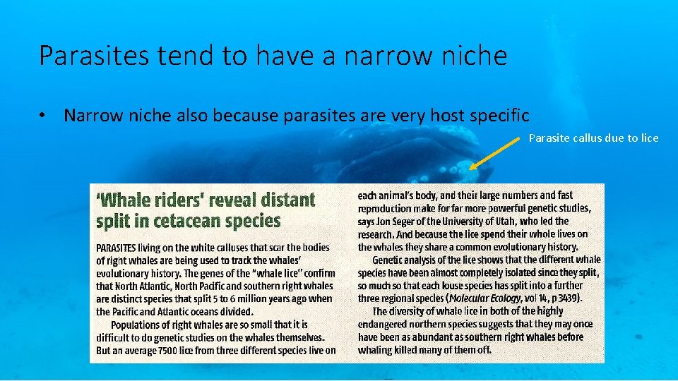Parasites tend to have a narrow niche • Narrow niche also because parasites are