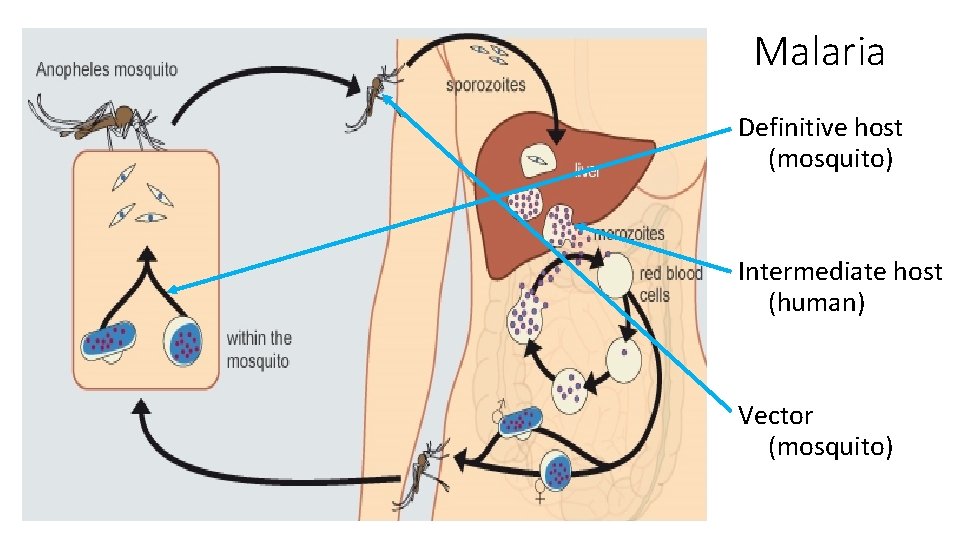 Malaria Definitive host (mosquito) Intermediate host (human) Vector (mosquito) 
