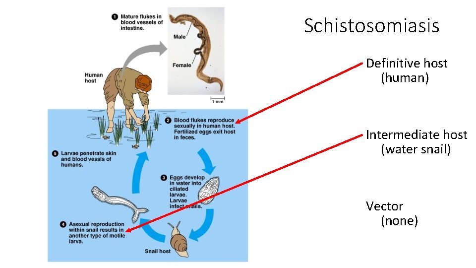 Schistosomiasis Definitive host (human) Intermediate host (water snail) Vector (none) 