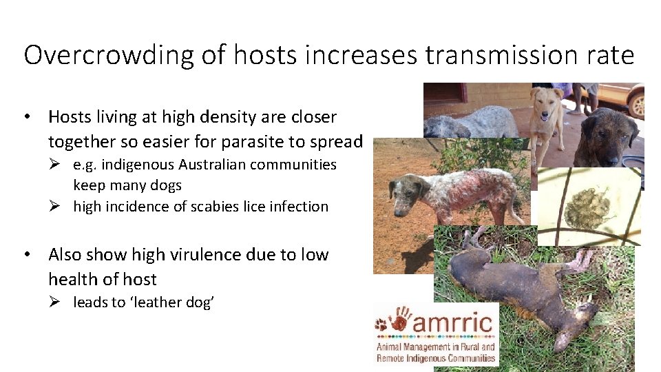 Overcrowding of hosts increases transmission rate • Hosts living at high density are closer
