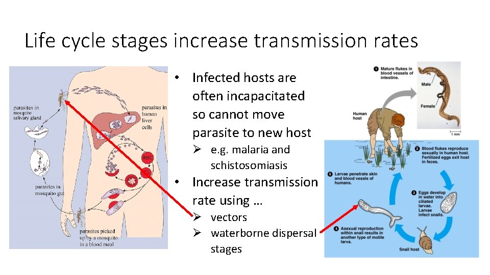 Life cycle stages increase transmission rates • Infected hosts are often incapacitated so cannot
