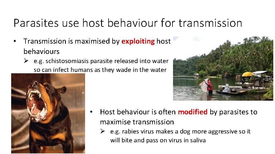 Parasites use host behaviour for transmission • Transmission is maximised by exploiting host behaviours