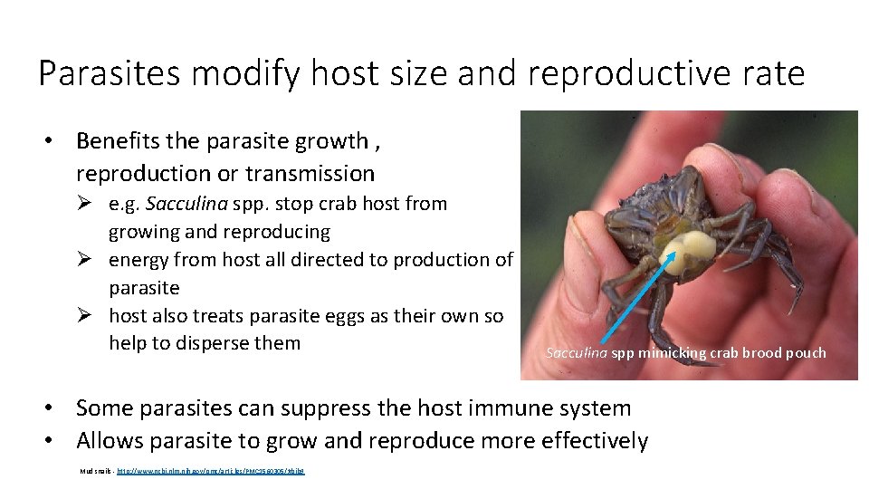 Parasites modify host size and reproductive rate • Benefits the parasite growth , reproduction
