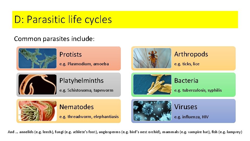 D: Parasitic life cycles Common parasites include: Protists Arthropods e. g. Plasmodium, amoeba e.