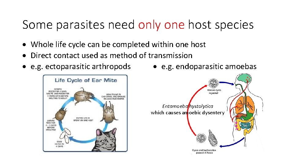Some parasites need only one host species Whole life cycle can be completed within