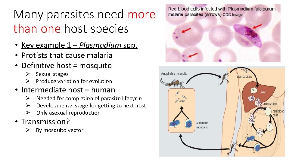 Many parasites need more than one host species • Key example 1 – Plasmodium