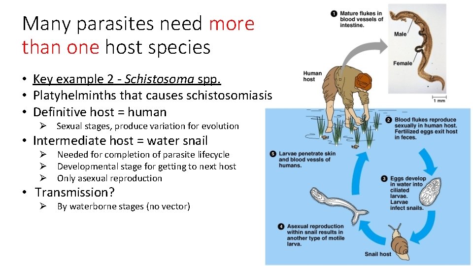 Many parasites need more than one host species • Key example 2 - Schistosoma