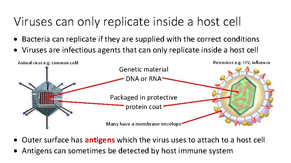 Viruses can only replicate inside a host cell Bacteria can replicate if they are