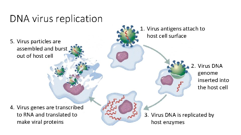 DNA virus replication 5. Virus particles are assembled and burst out of host cell