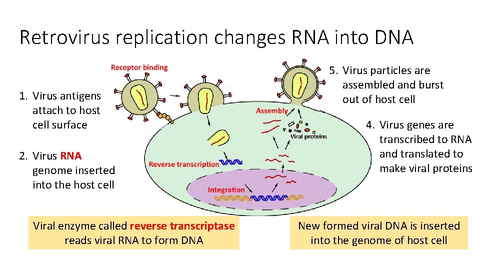 Retrovirus replication changes RNA into DNA 1. Virus antigens attach to host cell surface