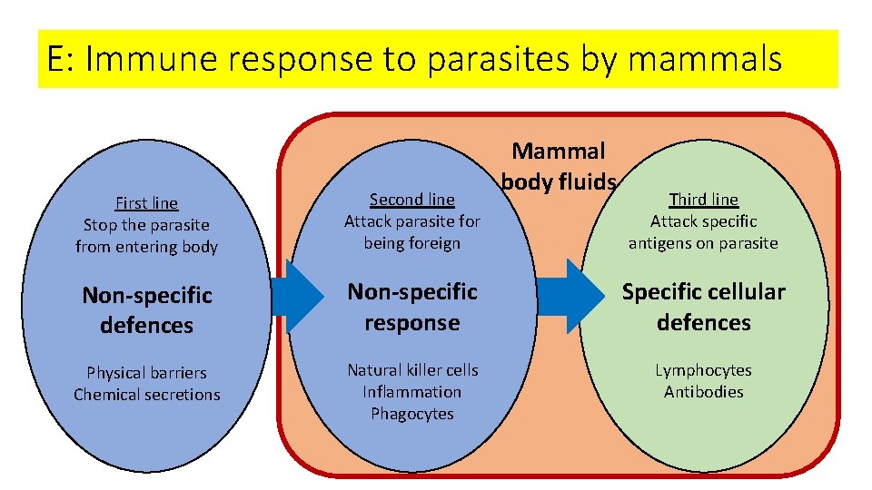 E: Immune response to parasites by mammals Mammal body fluids First line Stop the
