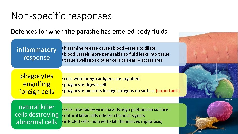 Non-specific responses Defences for when the parasite has entered body fluids inflammatory response phagocytes