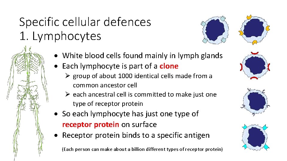 Specific cellular defences 1. Lymphocytes White blood cells found mainly in lymph glands Each