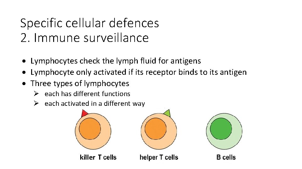 Specific cellular defences 2. Immune surveillance Lymphocytes check the lymph fluid for antigens Lymphocyte