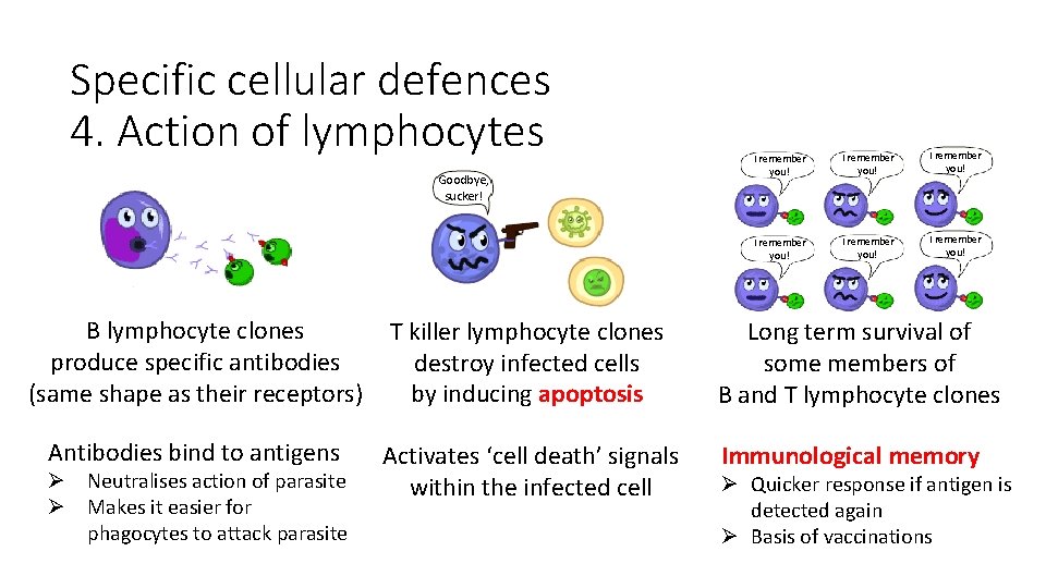 Specific cellular defences 4. Action of lymphocytes Goodbye, sucker! I remember you! I remember