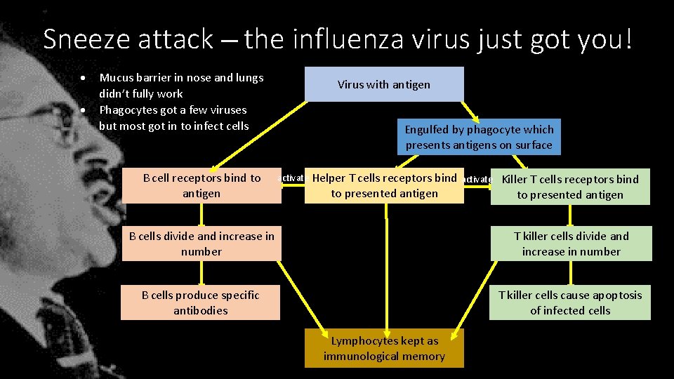 Sneeze attack the influenza virus just got you! Mucus barrier in nose and lungs