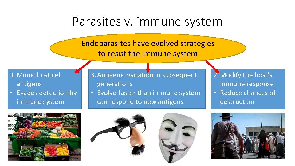 Parasites v. immune system Endoparasites have evolved strategies to resist the immune system 1.
