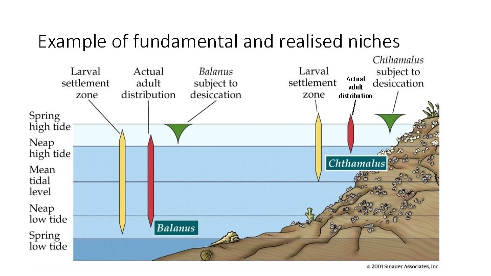 Example of fundamental and realised niches Actual adult distribution 