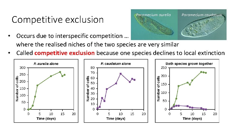 Competitive exclusion Paramecium aurelia Paramecium caudatum • Occurs due to interspecific competition … where