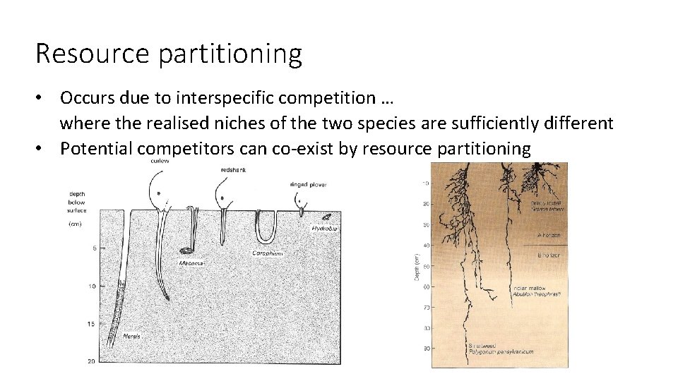 Resource partitioning • Occurs due to interspecific competition … where the realised niches of