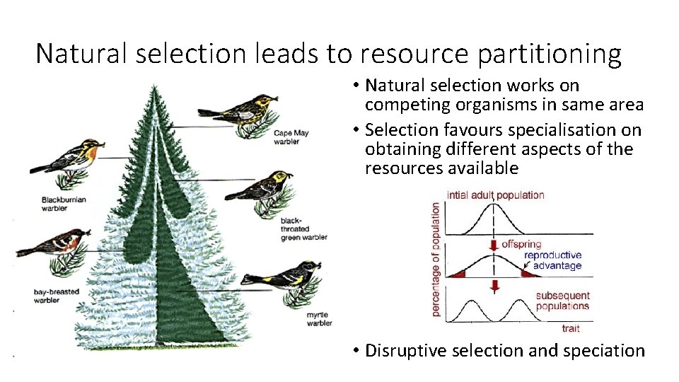 Natural selection leads to resource partitioning • Natural selection works on competing organisms in
