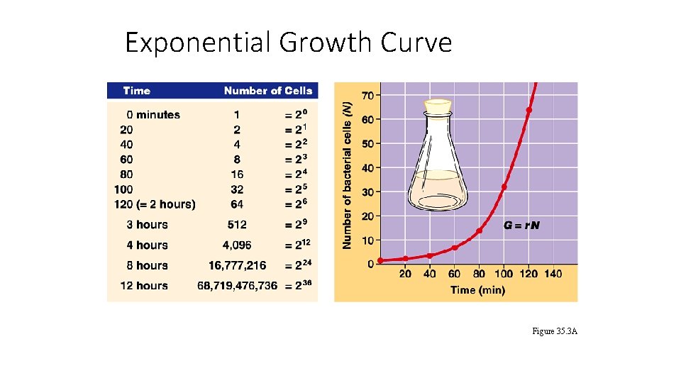 Exponential Growth Curve Figure 35. 3 A 