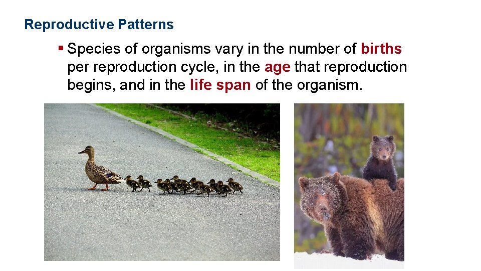 Population Ecology Reproductive Patterns § Species of organisms vary in the number of births