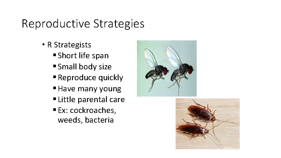 Reproductive Strategies • R Strategists § Short life span § Small body size §