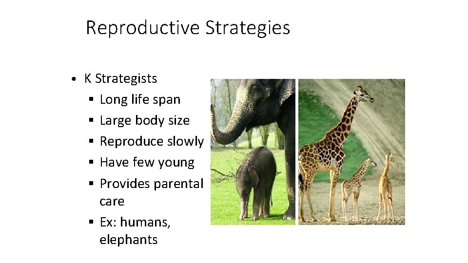 Reproductive Strategies • K Strategists § Long life span § Large body size §