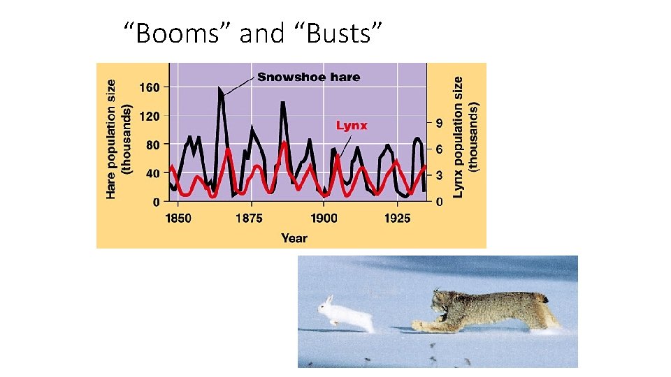 “Booms” and “Busts” 