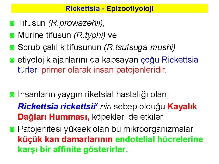 Rickettsia - Epizootiyoloji ◙ ◙ Tifusun (R. prowazehii), Murine tifusun (R. typhi) ve Scrub