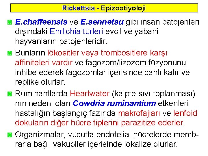 Rickettsia - Epizootiyoloji ◙ E. chaffeensis ve E. sennetsu gibi insan patojenleri dışındaki Ehrlichia