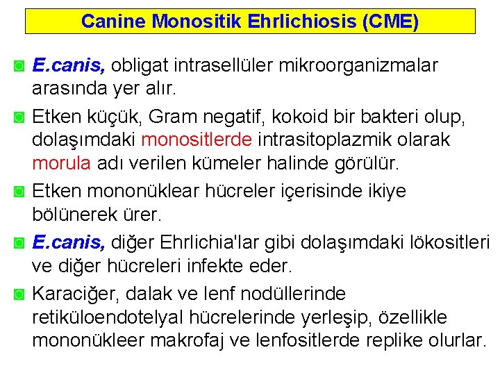 Canine Monositik Ehrlichiosis (CME) ◙ E. canis, obligat intrasellüler mikroorganizmalar arasında yer alır. ◙