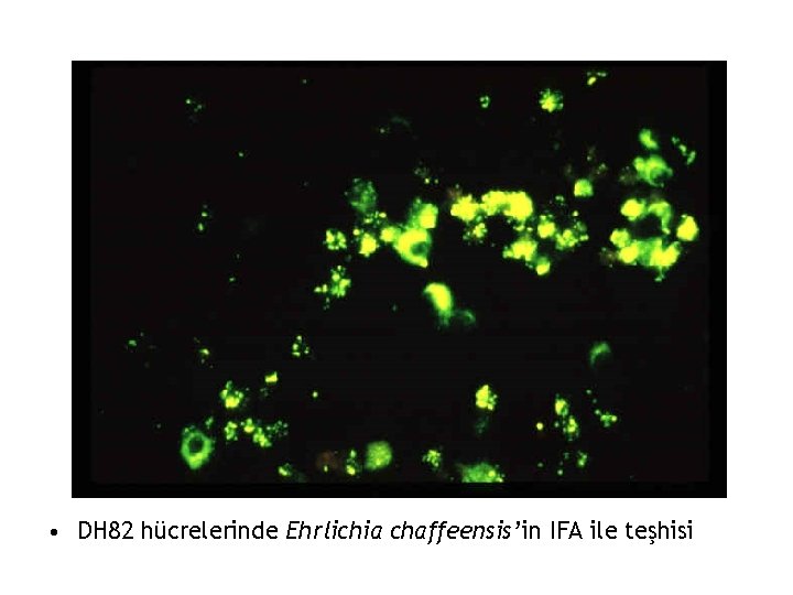  • DH 82 hücrelerinde Ehrlichia chaffeensis’in IFA ile teşhisi 