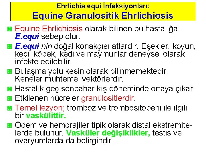 Ehrlichia equi İnfeksiyonları: Equine Granulositik Ehrlichiosis ◙ Equine Ehrlichiosis olarak bilinen bu hastalığa E.