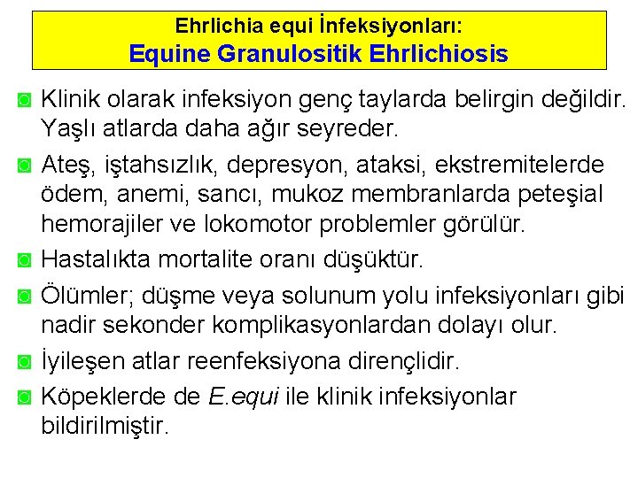 Ehrlichia equi İnfeksiyonları: Equine Granulositik Ehrlichiosis ◙ Klinik olarak infeksiyon genç taylarda belirgin değildir.